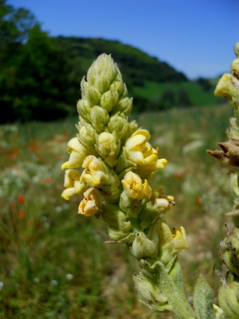 Pianta isolata - Verbascum cfr. thapsus